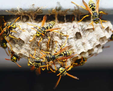 wasps