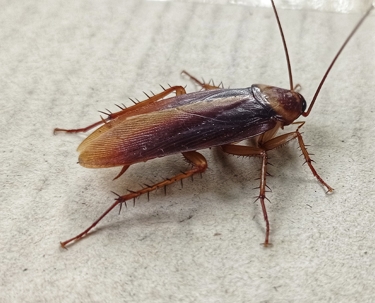 Roach