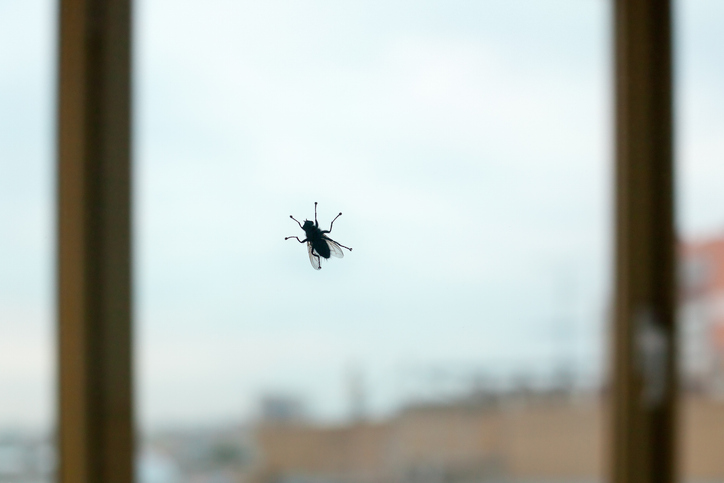 a fly on a window