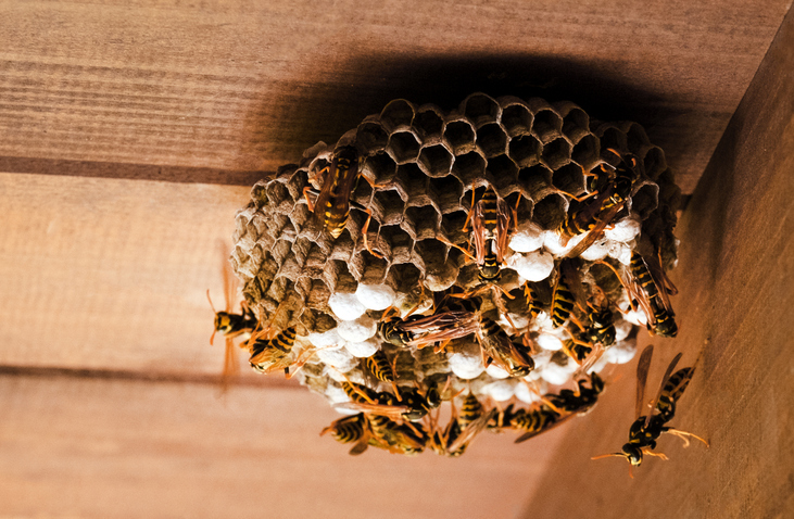 wasp nest