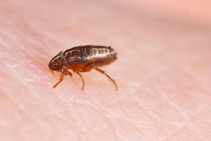 a flea on skin