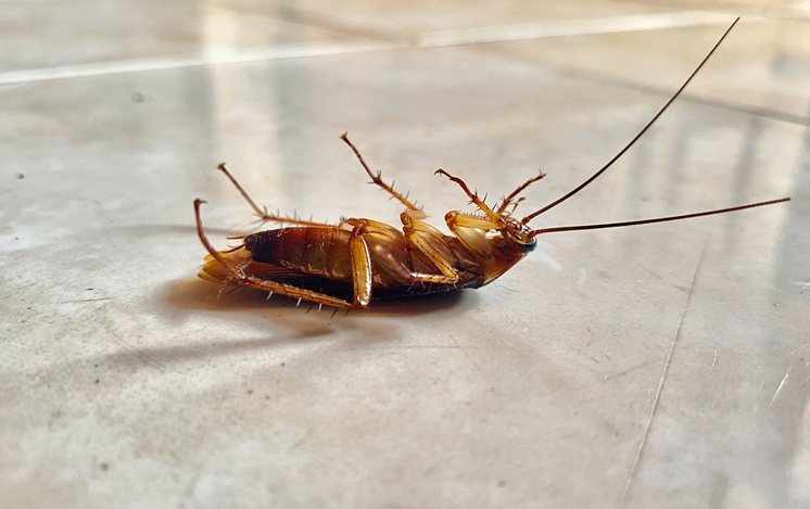 a cockroach
