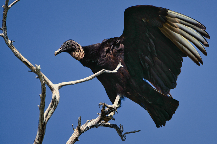 a vulture